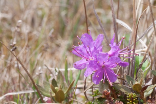 Another abundant wildflower, the Lapland Rosebay